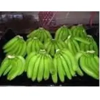 Fresh Green Cavendish Bananas