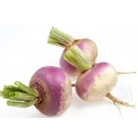 Turnip