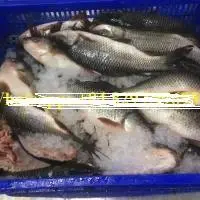 Rohu Fish