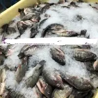 Black Tilapia Wr/wggs/moon Cut