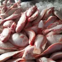 Red Tilapia