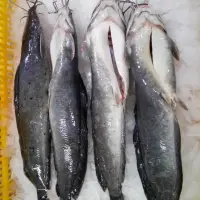 Catfish