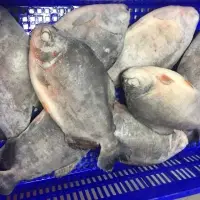 Red Pomfret Wr Fish
