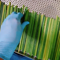 Grass Straws For Eu Market 2020