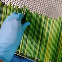 Grass Straws For Eu Market 2020