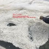 Fish Scale From Viet Nam
