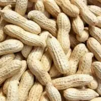 Raw Groundnuts