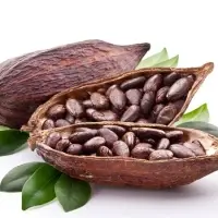 Cocoa Beans