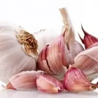 Fresh Garlic