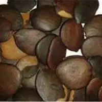 Orjitra Seed