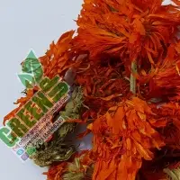 Marigold