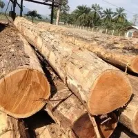 Teak In Log