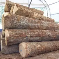 European White Oak In Log
