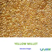 Yellow Millet