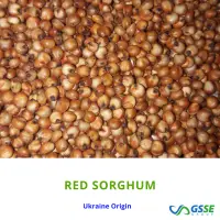Sorghum Red
