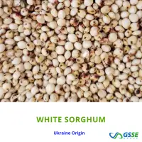Sorghum White