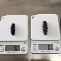 Sea Cucumber