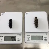 Sea Cucumber
