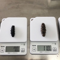 Korean Sea Cucumber