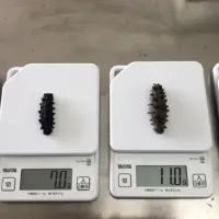 Korean Sea Cucumber