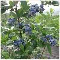 Blueberry