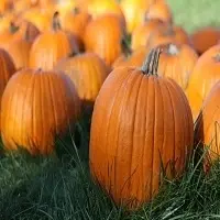 High Quality Pumpkin