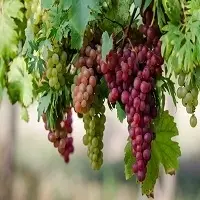 High Quality Grapes