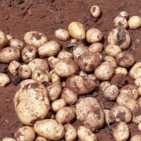 Potato