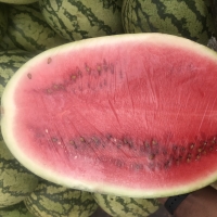 Zebra Watermelon