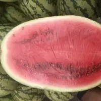 Zebra Watermelon