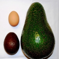 Avocado