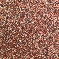 Millet Seed Bean Or Flour