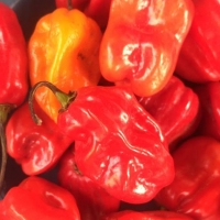 Hot Pepper Bullet Chillu