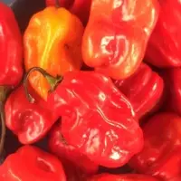 Hot Pepper Bullet Chillu