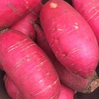Radish