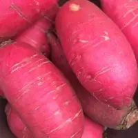 Radish