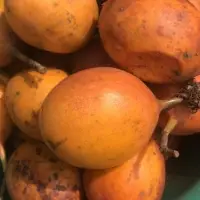 Sweet Passion Fruit