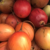 Tamarillo Tree Tomato