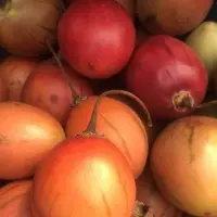 Tamarillo Tree Tomato