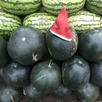 Watermelon Round Green Dark African