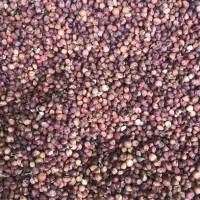 Sorghum Seed Beans