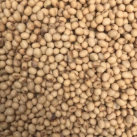 Soybeans