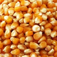 Maize Corn