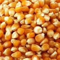 Maize Corn