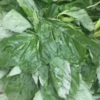 Amaranthus