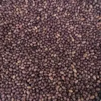 Brown Beans Big