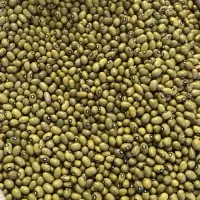 Green Beans Big