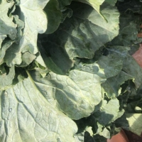 Kale, Colewort, Collard Green