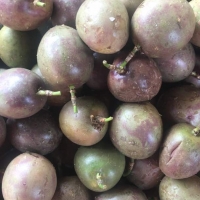 Passion Fruit Hybrid Big