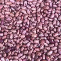 Kidney Beans